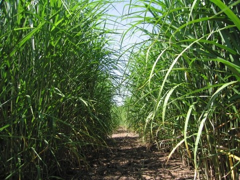Beating strip unplanted Beating strip unplanted